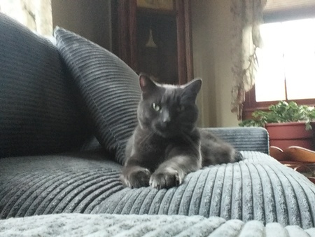 Blue Velvet