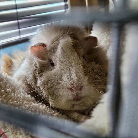 Nugget