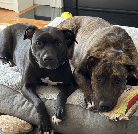 Bailey and Gunnar