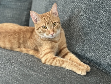 Weasley