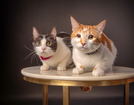 Linus and Lotus