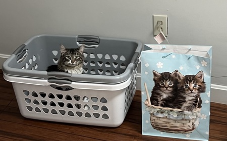 Winnie-Steve