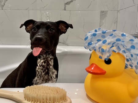 Bruno (formerly Junior!)