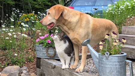Emma (dog) Eleanor 🐈