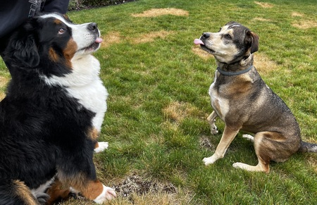 Aspen and Snickers