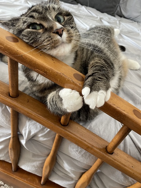 Ollie