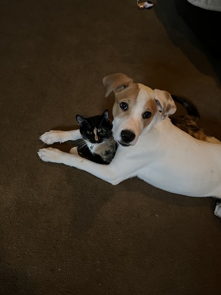 Austin (dog)/Faith(cat)