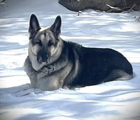 Hoss