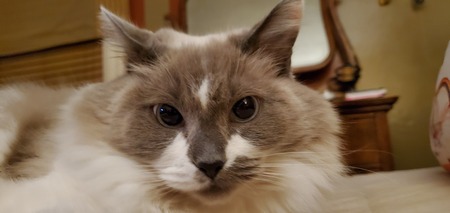 Lyla