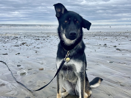 Ziva
