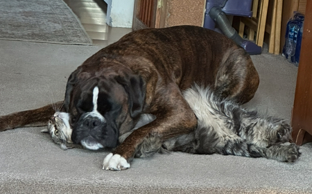 Frankie & Rip