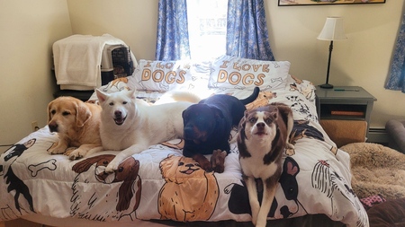 Dory, Vortex, Dex, and Aurora