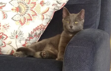 Pepper 