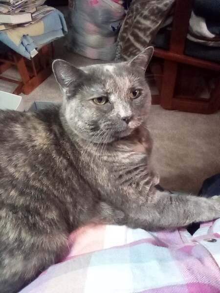 Bella