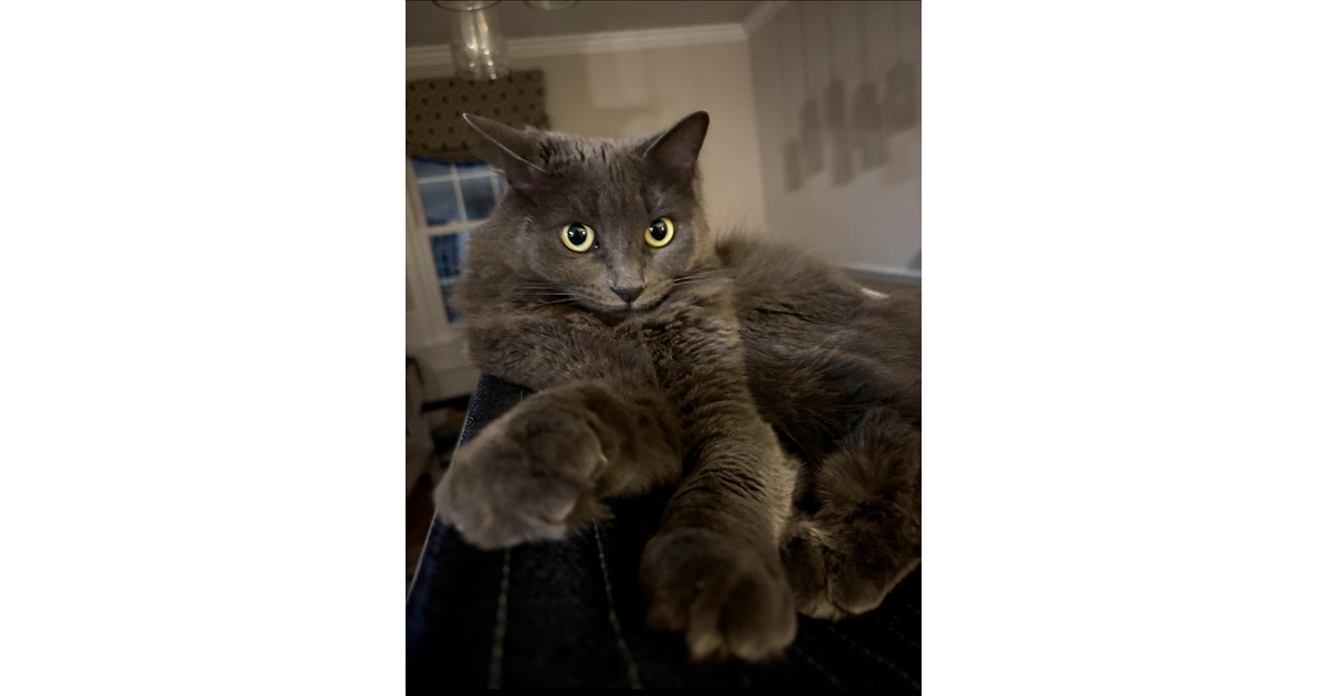 Vote for Maple bacon The 2026 NHSPCA Calendar Contest