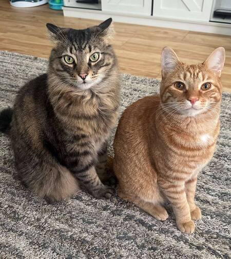 Yoda & Kylo