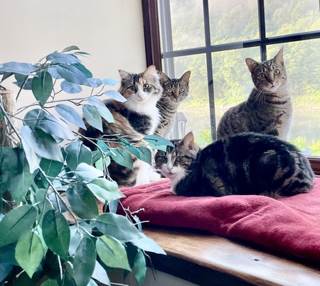 Meko, Hazel, Jack & Henry