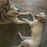 Entry image for Charlee and Jack