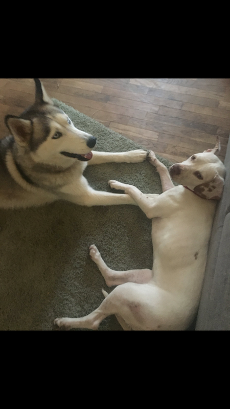 Entry image for Charlee and Jack. Clicking this image will show a larger photo