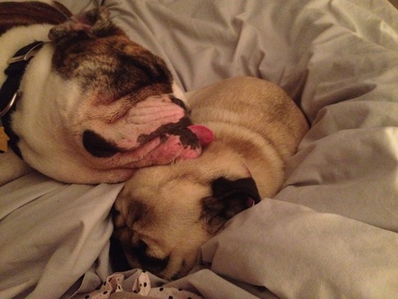 Bulldog is Sherman.  Pug is Rosie.