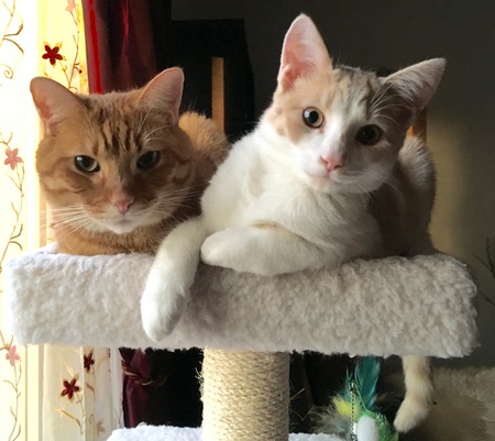 Mao-mi and Puffy