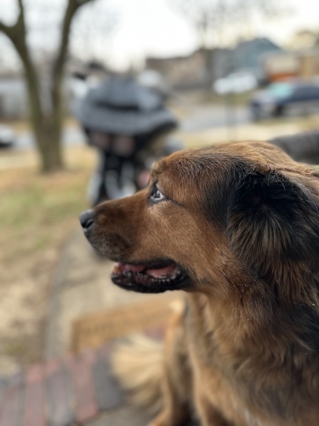 Grizzly