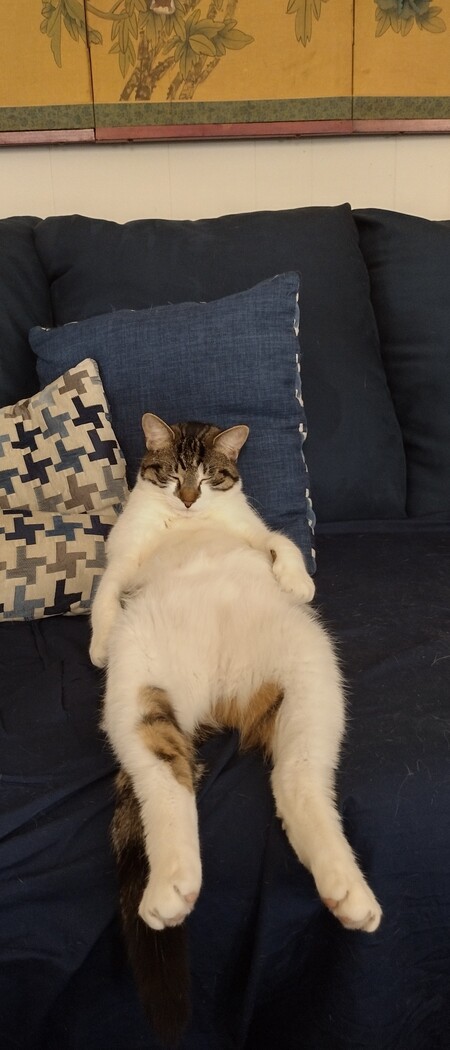 Hank