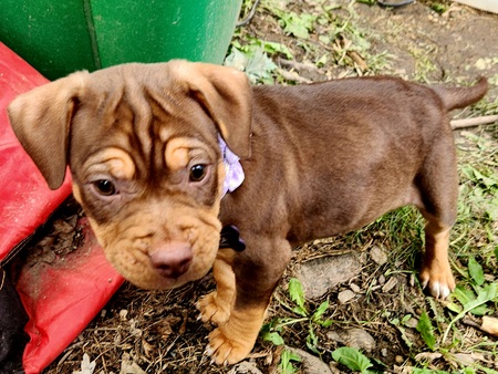 Lyla