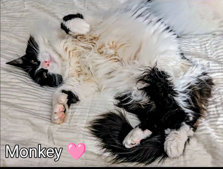 Monkey 