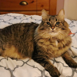 Entry image for Minor