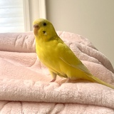 Entry image for Buttercup