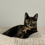 Entry image for Ariel