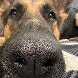 Entry image for Nikki