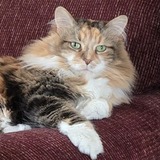 Entry image for Mica