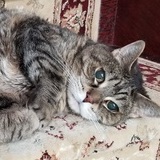 Entry image for Ralphie