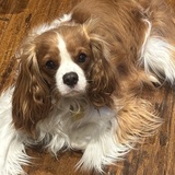 Entry image for Buster Brown