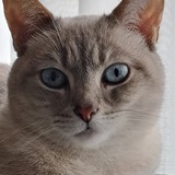 Entry image for Kalyna