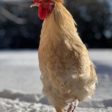 Entry image for Big Vib