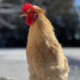 Entry image for Big Vib