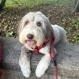 Entry image for Stella