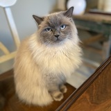 Entry image for Bindi 