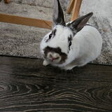 Entry image for Freckles