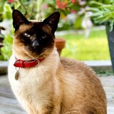 Entry image for Jack the Cat