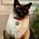 Entry image for Jack the Cat