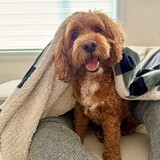 Entry image for Bailey