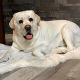 Entry image for Beau