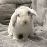 Entry image for Bill