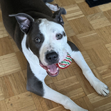 Entry image for Jada 