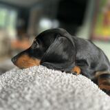 Entry image for Lottie.