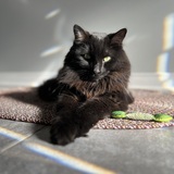 Entry image for Fluffy